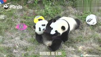 小熊猫送花爆料视频,甜蜜视频曝光引网友热议 第2张 小熊猫送花爆料视频,甜蜜视频曝光引网友热议 第2张